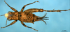 CollectionObject 1590013; 9e0c4322-da10-434b-b457-03e01684358f: female, dorsal view (allotype). (CollectionObject).