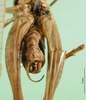 CollectionObject 1580543; 44d671ea-4d02-4395-8419-b3cc06d2ba50: male abdomen tip, ventral view (Rhaphidophora picea). (CollectionObject).