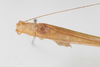 CollectionObject 1505829; 304351ea-b7ac-458b-80bb-ac4c68c7906f: Male, dorsal view (syntype). (CollectionObject).