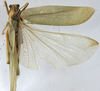 CollectionObject 1539775; b4797a1c-72f3-4213-ac57-10e0ac17fc21: male dorsal (syntype). (CollectionObject).