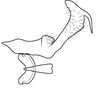 Connective on Caetana pulchra Domahovski, Gonçalves, Takiya & Cavichioli, 2019: Male holotype [DZUP]: connective and style, dorsal view. (Observation).