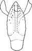 Aedeagus, ventral view on Dziwneono etcetera Dworakowska, 1972: Aedeagus, ventral view. (Observation).