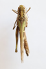 CollectionObject 1528878; 5c7ae948-9bf6-4843-958d-3c9b2a4c4a9e: female, dorsal view (syntype of Oedaleus asiaticus). (CollectionObject).