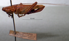 CollectionObject 1503312; MBBJ 3224889, f3b9bc40-7cac-429d-8f47-d4f6c1050b75: female habitus lateral view (paratype). (CollectionObject).