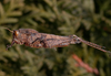 Xyleus modestus (Giglio-Tos, 1894): male. (Otu).