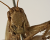 female face (holotype of Tettigonia viridis cantatrix). Depicts CollectionObject 1529794; ff8fb20d-27dd-4c67-a282-c979c6700442, a CollectionObject.