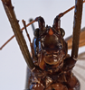 CollectionObject 1534721; 749d7da9-5053-4fe6-beab-5221844bc758: female face (allotype). (CollectionObject).