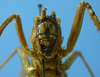 CollectionObject 1539168; UVCO 20714, 5f959802-a3c7-4a70-9be7-3c3d52a2d5f9: MUSENUV - 20714. female, frontal view. (CollectionObject).