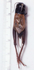 male, dorsal view (lectotype). Depicts CollectionObject 1522822; b27c3b75-6e6b-43ff-8ae4-f2bebfec177b, a CollectionObject.