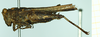 CollectionObject 1587046; ed82f4cc-ebd2-4852-9eca-19f715fdce95: female, lateral view (holotype of Tettix vittata). (CollectionObject).