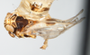 Habitus, dorsal view on Falcotoya crawfordi (Muir & Giffard, 1924): (Observation).