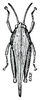 Tettigidea lateralis lateralis (Say, 1824): Fig. 66 (after Lugger). female, dorsal view (body length 12-17 mm, pronotum 10-14 mm). (Otu).