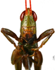 CollectionObject 1536066; e41e7803-4980-41ba-bf47-e528df22c58d: male face (holotype). (CollectionObject).