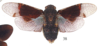 Habitus, dorsal view: !! display not done !! on Hypaepa laetabilis (Walker, 1858): (Observation).