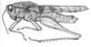 Xyleus modestus (Giglio-Tos, 1894): Fig. 17 (specimen from Mato Grosso, Corumbá). male habitus. (Otu).
