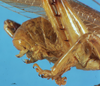 CollectionObject 1507151; 53ea6541-aeff-4d23-bff0-2cc50567b7df: male abdomen tip, lateral view. (CollectionObject).