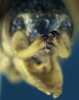 CollectionObject 1517020; 1a296d38-0e0b-43e0-bd13-31bd6dc7fd2b: male cerci (holotype). (CollectionObject).