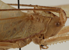 CollectionObject 1534586; 2892368b-cd27-40f1-9f89-7840d96ed5df: female pronotum, lateral view (syntype). (CollectionObject).