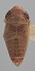 Habitus, dorsal view on Athysanella (Amphipyga) rubicunda Ball & Beamer, 1940: Dorsal. (Observation).