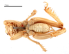 CollectionObject 1578265; 1f3728cf-c0fb-42f3-b160-25d815aee337: male, ventral view (paratype). (CollectionObject).