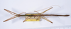 CollectionObject 1559580; 91b57ccb-65ed-4efa-9e80-2350cf0598a2: copyright ANSP. male, dorsal view (syntype). (CollectionObject).;CollectionObject 1559581; 2a99ad7d-5733-4ed6-bc4b-4ba57605c87f: copyright ANSP. male, dorsal view (syntype). (CollectionObject).