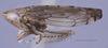 Habitus, lateral view: (Observation).