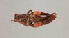 CollectionObject 2046277; 293af126-ca68-4843-98db-3dde63d85f64, NHMUK015982094: Eneremius namaquensis Dirsh, 1956. female, dorsal view (paratype). (CollectionObject).