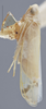 Habitus, lateral view: !! display not done !! on Empoa (Empoa) querci Fitch, 1851: (Observation).
