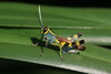 FieldOccurrence 431; 4159157b-8468-47aa-955e-4a68de67a3ff; Tanzania
Kihansi-Udzungwa, 2016/01/??: male, lateral view. (FieldOccurrence).