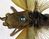 female pronotum and base of tegmina, dorsal view (syntype). Depicts CollectionObject 1500249; ee59a0f0-810b-4739-8895-3fa999e04d9a, a CollectionObject.