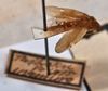 CollectionObject 1553106; 291e40d0-9f79-4d77-a16f-80c8690aa536: copyright NTUC. Phyllodromia punctulata (syntype). (CollectionObject).