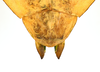 CollectionObject 1591399; 270adce3-a2d6-4189-9d34-ba6b6ce3ba6a: copyright IMQC Montreal. female end of abdomen, dorsal view (holotype). (CollectionObject).