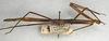 CollectionObject 1558090; 36d86b2e-e545-45e4-99f3-588c2d4af821: copyright NMW, Vienna. female, lateral view (syntype). (CollectionObject).;CollectionObject 1558091; 41bc3348-6381-455b-a01d-afd2098fcb1d: copyright NMW, Vienna. female, lateral view (syntype). (CollectionObject).