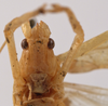 CollectionObject 1534510; 702e5152-55d5-4bd6-ac4a-9a3d37e29d7f: male face (holotype). (CollectionObject).