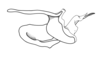 Dichroplus obscurus Bruner, 1900: Fig. 10. phallic complex, without epiphallus, lateral view. (Otu).