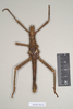 CollectionObject 1558875; NHMUK(SF IMPORT DUPLICATE) 845210, e0fca43f-b9f6-484d-b9d3-c94223e31fea: copyright Natural History Museum, London. male of Heteropteryx grayii (paralectotype) [Bragg 1988 misidentified H. saussurei]. (CollectionObject).