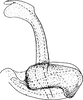 Aedeagus, lateral view on Ebarrius cognatus (Fieber, 1869): Aedeagus, lateral view. (Observation).