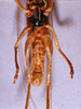 CollectionObject 1541570; 78a6f7f9-735e-42cb-aeb9-3e1b5f95676a, MNHN3224172: male, ventral view. (CollectionObject).