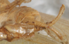 CollectionObject 1533002; 3233cdb5-d4b6-4aca-92ec-dad807f55362: male cerci, ventral view. (CollectionObject).
