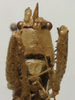 CollectionObject 1534992; 17910123-460b-4ab9-9218-02654dfaa74b: male face (syntype). (CollectionObject).