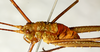 CollectionObject 1531825; ea2b4688-2e7c-4322-8ddc-5914932c3c80: male, dorso-lateral view (holotype). (CollectionObject).
