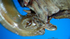 CollectionObject 1501727; 26af57d6-a20b-4ef0-8f00-15972ae2dde8: female ovipositor. (CollectionObject).