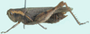 Trichocatantops digitatus (Bolívar, 1889): female, lateral view. (Otu).