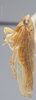 Habitus, lateral view: !! display not done !! on Chlorotettix lusorius (Osborn & Ball, 1897): Lateral. (Observation).