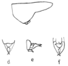 Alloteratura (Meconemopsis) borellii (Karny, 1924): Pg.134, Fig. 53. pronotum, male abdomen tip dorsal (d), lateral (e), ventral (f) views. (Otu).