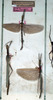 CollectionObject 1560986; NMW 226', 8de495e3-eb6f-4cf5-8b79-e42880f02ec9: copyright NMW, Vienna. male and female of synonym Perliodes nigrogranulosus (syntypes). (CollectionObject).