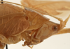 CollectionObject 1534567; e9424801-51eb-4f22-9f92-882f7e2a1188: female pronotum, lateral view (syntype). (CollectionObject).