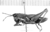 CollectionObject 1525553; ed81df70-673c-4f2e-bd6a-5686a0a9bab3: female, lateral view (lectoallotype of Leptomerinthoprora smaragdipes). (CollectionObject).