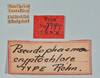 CollectionObject 1560952; USNM(SF IMPORT DUPLICATE) 7349, 87ff6108-e634-4e76-bc4e-a73b361b0010: copyright USNM, Washington. (CollectionObject).