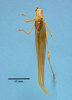 CollectionObject 1542714; DEES MZLQ-I0049, f344d4bc-58d8-4758-9d25-f1387412ccda: male, body dorsal view (holotype). (CollectionObject).